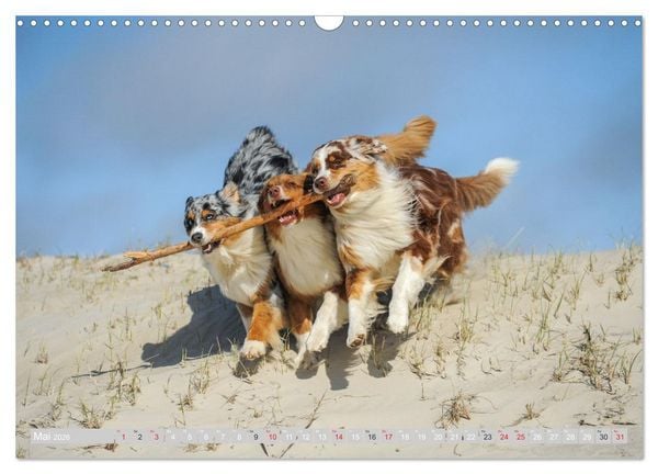 Produktbild: Australian Shepherd 2026 (Wandkalender 2026 DIN A3 quer), CALVENDO Monatskalender