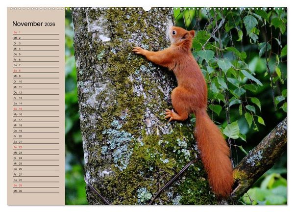 Produktbild: Eichh&ouml;rnchen. Wo sind blo&szlig; die N&uuml;sse? (hochwertiger Premium Wandkalender 2026 DIN A2 quer), Kunstdruck in Hochglanz