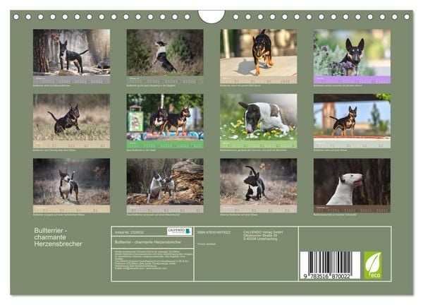 Produktbild: Bullterrier - charmante Herzensbrecher (Wandkalender 2027 DIN A4 quer), CALVENDO Monatskalender