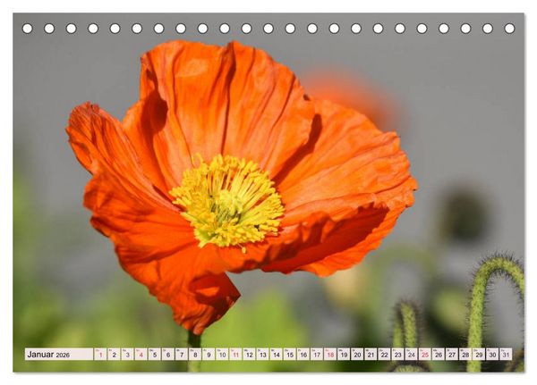 Produktbild: Mohnblumen. Leuchtender Liebreiz auf Wiesen und in G&auml;rten (Tischkalender 2026 DIN A5 quer), CALVENDO Monatskalender