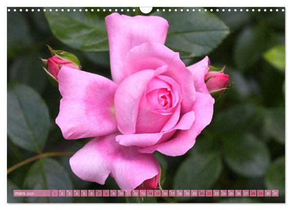 Produktbild: Le moment des roses (Calendrier mural 2026 DIN A3 vertical), CALVENDO calendrier mensuel