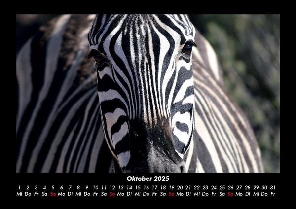 Produktbild: Zebrazauber 2025 Fotokalender DIN A3