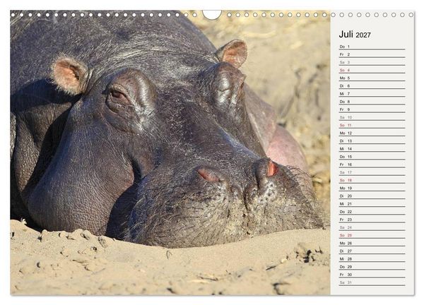 Produktbild: Hippos - Begegnungen in Afrika (Wandkalender 2027 DIN A3 quer), CALVENDO Monatskalender