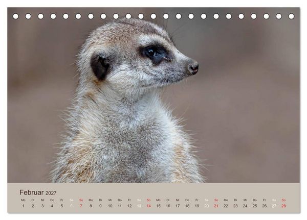 Produktbild: Quirlige Erdm&auml;nnchen (Tischkalender 2027 DIN A5 quer), CALVENDO Monatskalender