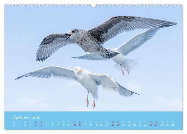 Produktbild: M&ouml;wen die Begleiter an Meer und See (Wandkalender 2026 DIN A2 quer), CALVENDO Monatskalender