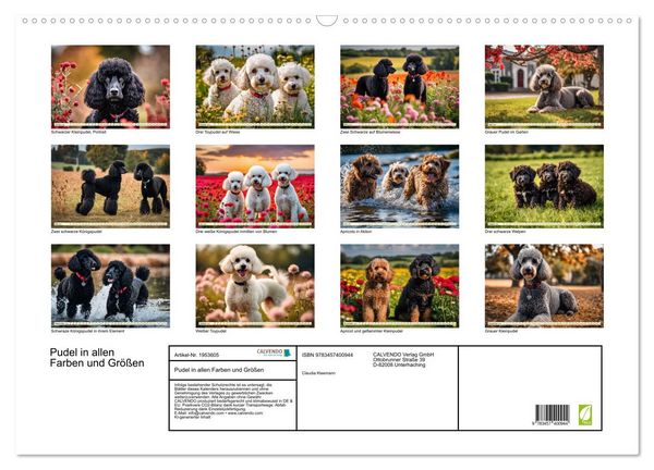 Produktbild: Pudel in allen Farben und Gr&ouml;&szlig;en (Wandkalender 2026 DIN A2 quer), CALVENDO Monatskalender