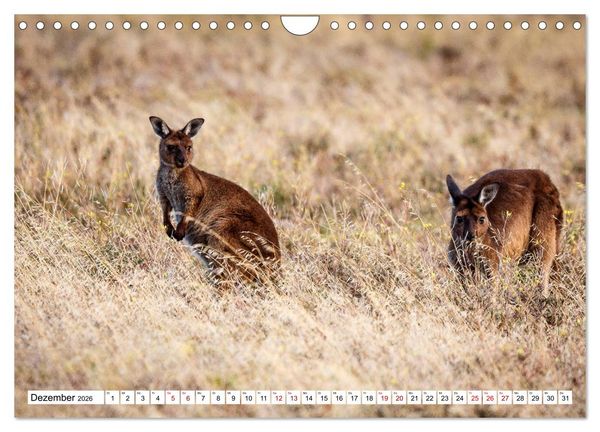 Produktbild: Wildlife Australien (Wandkalender 2026 DIN A4 quer), CALVENDO Monatskalender