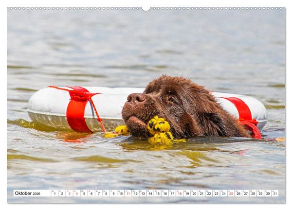 Produktbild: Neufundl&auml;nder - Das Wasser ist ihr Element (Wandkalender 2026 DIN A2 quer), CALVENDO Monatskalender
