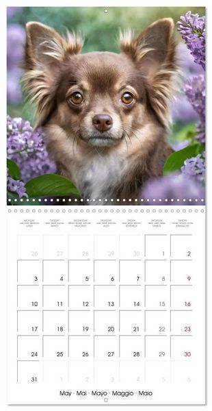 Produktbild: Chihuahuas - Companions for the Whole Year (Wall Calendar 2027 12 &times; 12 Inch) CALVENDO 12 Month Wall Calendar