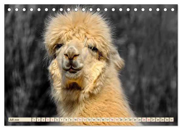 Produktbild: Alpaka Gesichter (Tischkalender 2026 DIN A5 quer), CALVENDO Monatskalender
