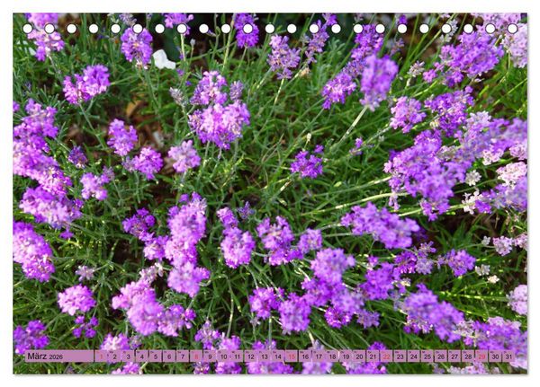 Produktbild: Farbzauber Lavendel (Tischkalender 2026 DIN A5 quer), CALVENDO Monatskalender