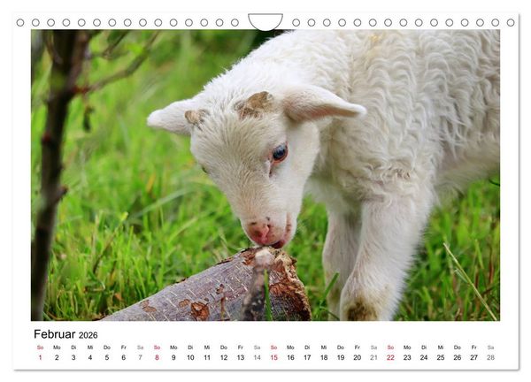 Produktbild: Sch&auml;fchen z&auml;hlen - Mit Schafen durchs Jahr (Wandkalender 2026 DIN A4 quer), CALVENDO Monatskalender