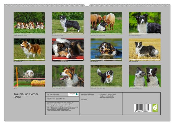Produktbild: Traumhund Border Collie (hochwertiger Premium Wandkalender 2026 DIN A2 quer), Kunstdruck in Hochglanz