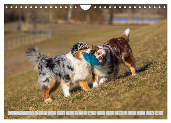 Produktbild: Australian Shepherd 2026 (Wandkalender 2026 DIN A4 quer), CALVENDO Monatskalender