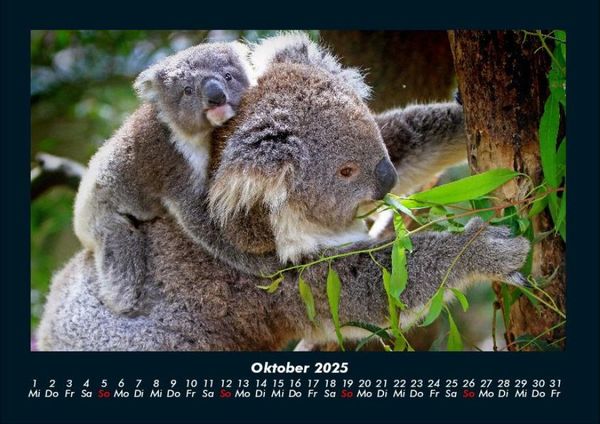 Produktbild: Der Tierkalender 2025 Fotokalender DIN A4