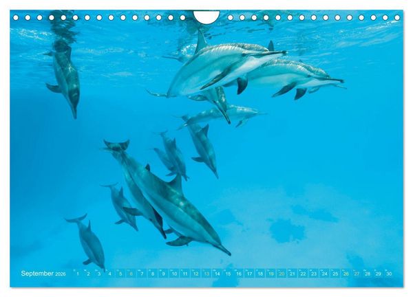 Produktbild: Planet Wasser: Von wegen Planet Erde (Wandkalender 2026 DIN A4 quer), CALVENDO Monatskalender