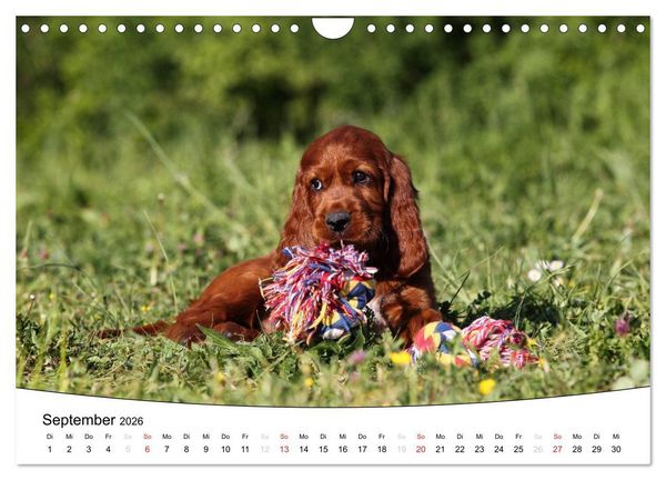 Produktbild: Welpen - Puppies (Wandkalender 2026 DIN A4 quer), CALVENDO Monatskalender