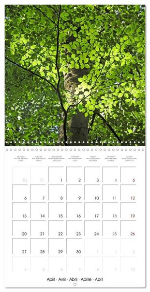 Produktbild: Habitat Forest (Wall Calendar 2026 12 &times; 12 Inch) CALVENDO 12 Month Wall Calendar