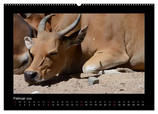 Produktbild: Bitte nicht st&ouml;ren... hier tr&auml;umen Tiere (hochwertiger Premium Wandkalender 2026 DIN A2 quer), Kunstdruck in Hochglanz
