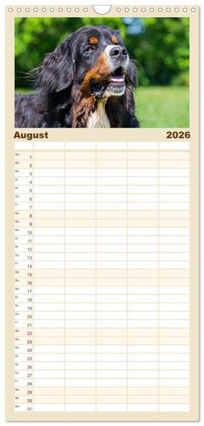Produktbild: Familienplaner 2026 - Berner Sennenhund - Ein Freund auf vier Pfoten mit 5 Spalten (Wandkalender, 21 x 45 cm) CALVENDO