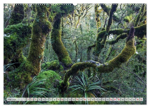 Produktbild: W&auml;lder der Welt (hochwertiger Premium Wandkalender 2026 DIN A2 quer), Kunstdruck in Hochglanz