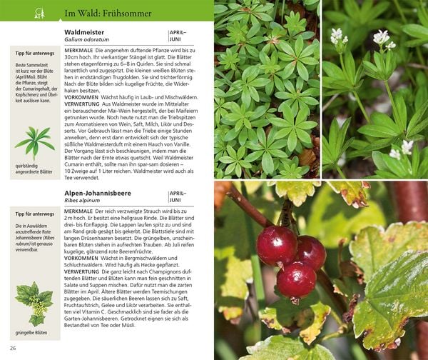 Produktbild: Essbare Wildkr&auml;uter und Wildbeeren f&uuml;r unterwegs