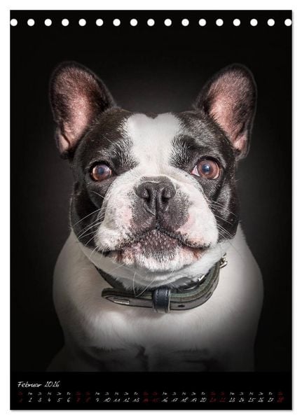 Produktbild: Hunde-Augen-Blicke (Tischkalender 2026 DIN A5 hoch), CALVENDO Monatskalender