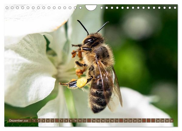 Produktbild: BIENEN - Kleine N&uuml;tzlinge ganz gro&szlig; (Wandkalender 2026 DIN A4 quer), CALVENDO Monatskalender