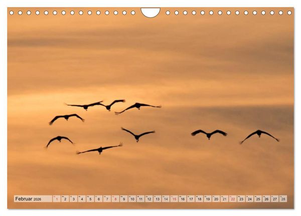 Produktbild: Kraniche auf dem Weg nach S&uuml;den (Wandkalender 2026 DIN A4 quer), CALVENDO Monatskalender