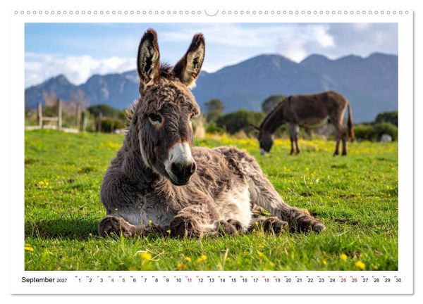 Produktbild: Kleine und gro&szlig;e Eselein (hochwertiger Premium Wandkalender 2027 DIN A2 quer), Kunstdruck in Hochglanz