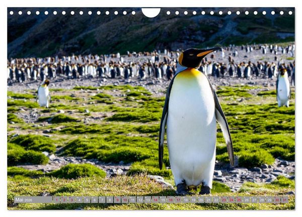 Produktbild: Einfach liebenswert diese Pinguine (Wandkalender 2026 DIN A4 quer), CALVENDO Monatskalender