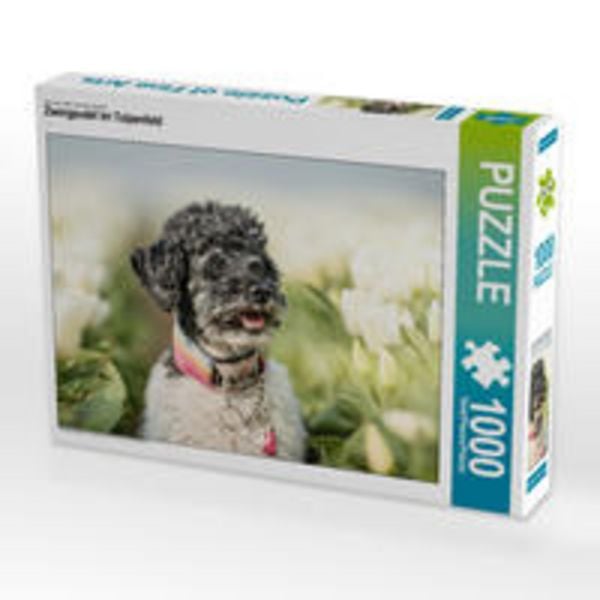 CALVENDO Puzzle Zwergpudel im Tulpenfeld 1000 Teile Lege-Größe 640 x 480 cm Foto-Puzzle Bild von boegau - fotos