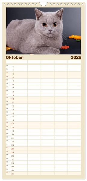 Produktbild: Familienplaner 2026 - Britisch Kurzhaar Katzen mit 5 Spalten (Wandkalender, 21 x 45 cm) CALVENDO