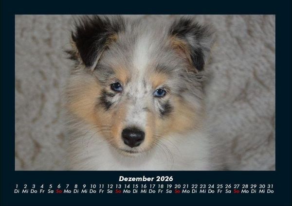 Produktbild: Hundezauber 2026 Fotokalender DIN A4