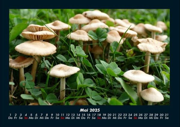 Produktbild: Natur Pur 2025 Fotokalender DIN A4