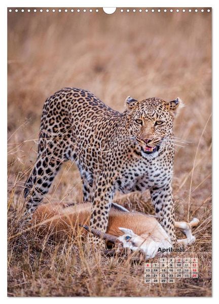 Produktbild: Emotionale Momente: Raubkatzen - die schnellen J&auml;ger. (Wandkalender 2026 DIN A3 hoch), CALVENDO Monatskalender