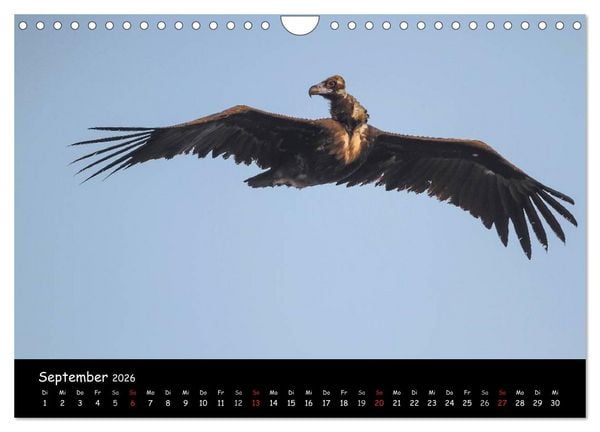 Produktbild: Unter Geiern auf Mallorca: Ein Projekt der Naturschutzstiftung Vida Silvestre Mediterr&aacute;nea (Wandkalender 2026 DIN A4 quer), CALVENDO Monatskalender