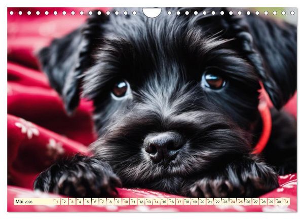 Produktbild: Schnauzer - vielseitige Allrounder (Wandkalender 2026 DIN A4 quer), CALVENDO Monatskalender