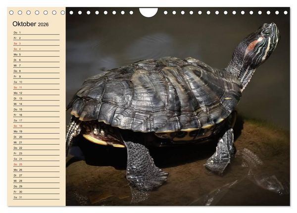 Produktbild: Reptilien. Schlangen, Echsen und Co. (Wandkalender 2026 DIN A4 quer), CALVENDO Monatskalender