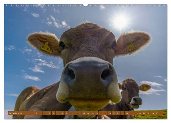 Produktbild: Allg&auml;uer Sch&ouml;nheiten Allg&auml;u - Land der K&uuml;he (Wandkalender 2026 DIN A2 quer), CALVENDO Monatskalender