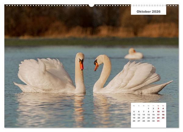 Produktbild: Zwei Tierfotografen Zw&ouml;lf Highlights (Wandkalender 2026 DIN A2 quer), CALVENDO Monatskalender