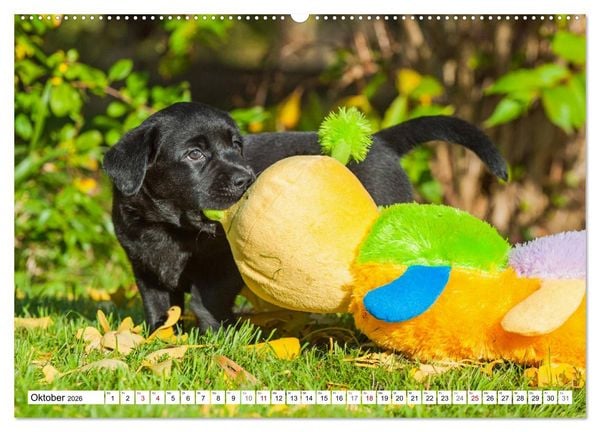 Produktbild: Freund auf 4 Pfoten - Labrador Retriever (Wandkalender 2026 DIN A2 quer), CALVENDO Monatskalender