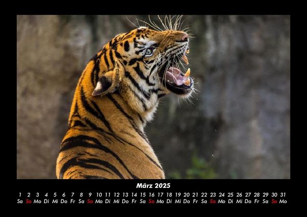 Produktbild: Welt der Tiere 2025 Fotokalender DIN A3