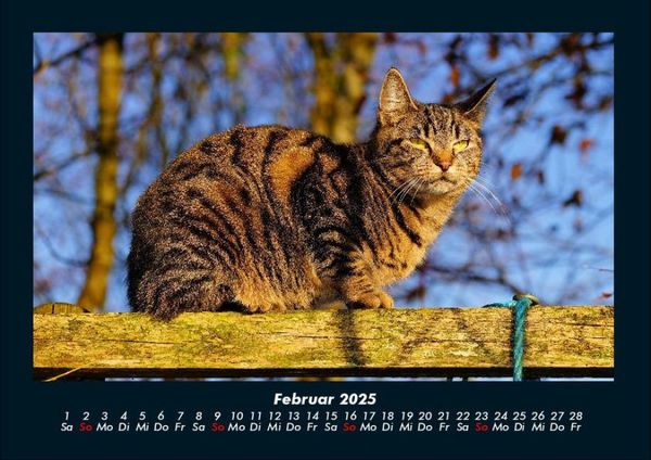 Produktbild: F&uuml;r Katzenfreunde 2025 Fotokalender DIN A4