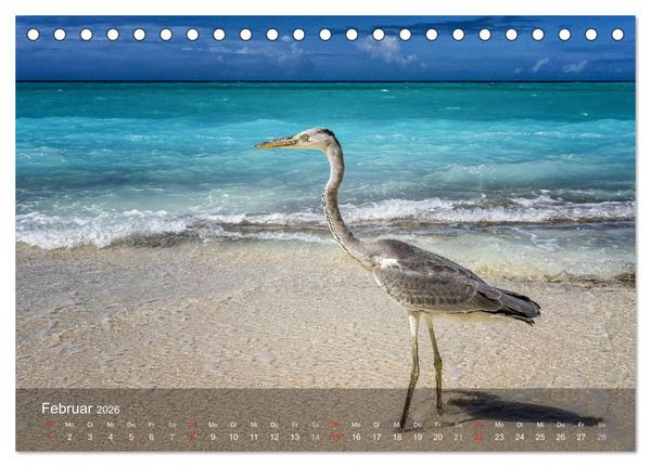 Produktbild: Malediven Impressionen aus dem Paradies (Tischkalender 2026 DIN A5 quer), CALVENDO Monatskalender