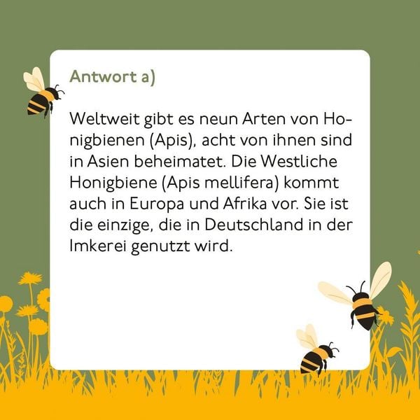 Produktbild: Bienen-Quiz