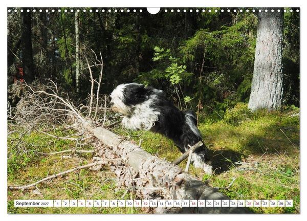 Produktbild: Tibet-Terrier - Eine Hunderasse mit Charakter (Wandkalender 2027 DIN A3 quer), CALVENDO Monatskalender