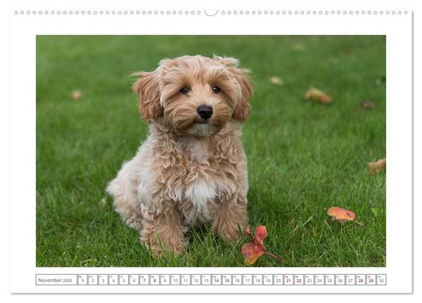 Produktbild: Maltipoo - Malteser -Pudel (hochwertiger Premium Wandkalender 2026 DIN A2 quer), Kunstdruck in Hochglanz