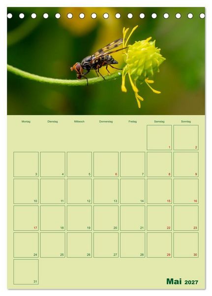 Produktbild: Die Welt der Insekten (Tischkalender 2027 DIN A5 hoch), CALVENDO Monatskalender