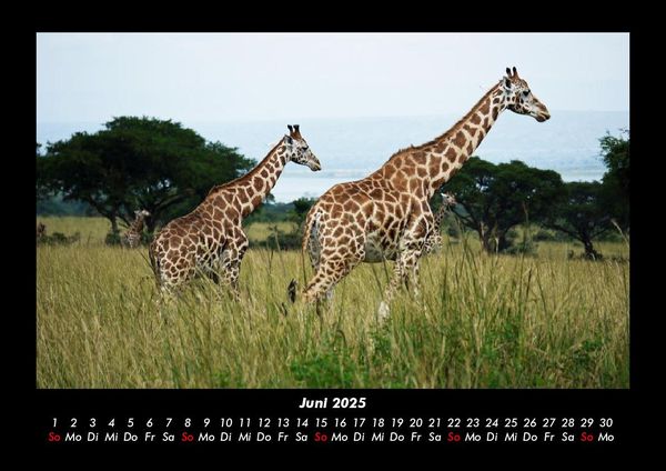 Produktbild: Giraffen 2025 Fotokalender DIN A3
